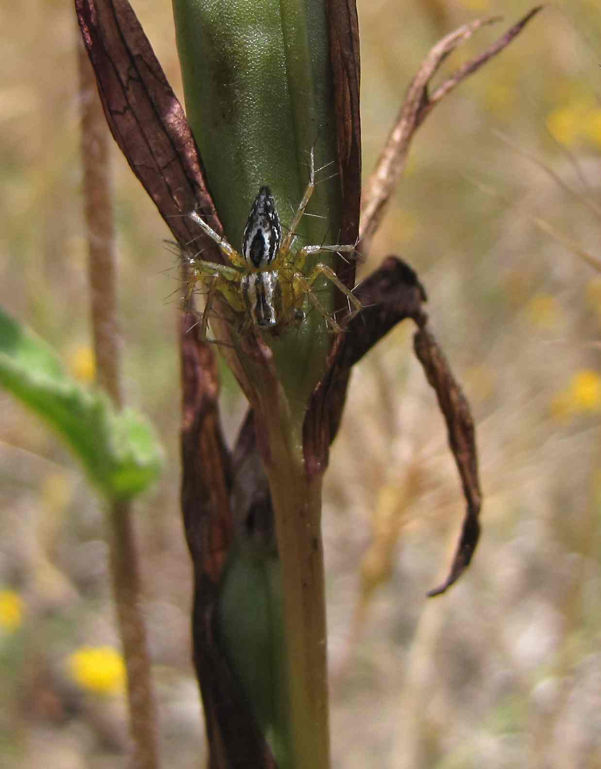 Oxyopes sp.